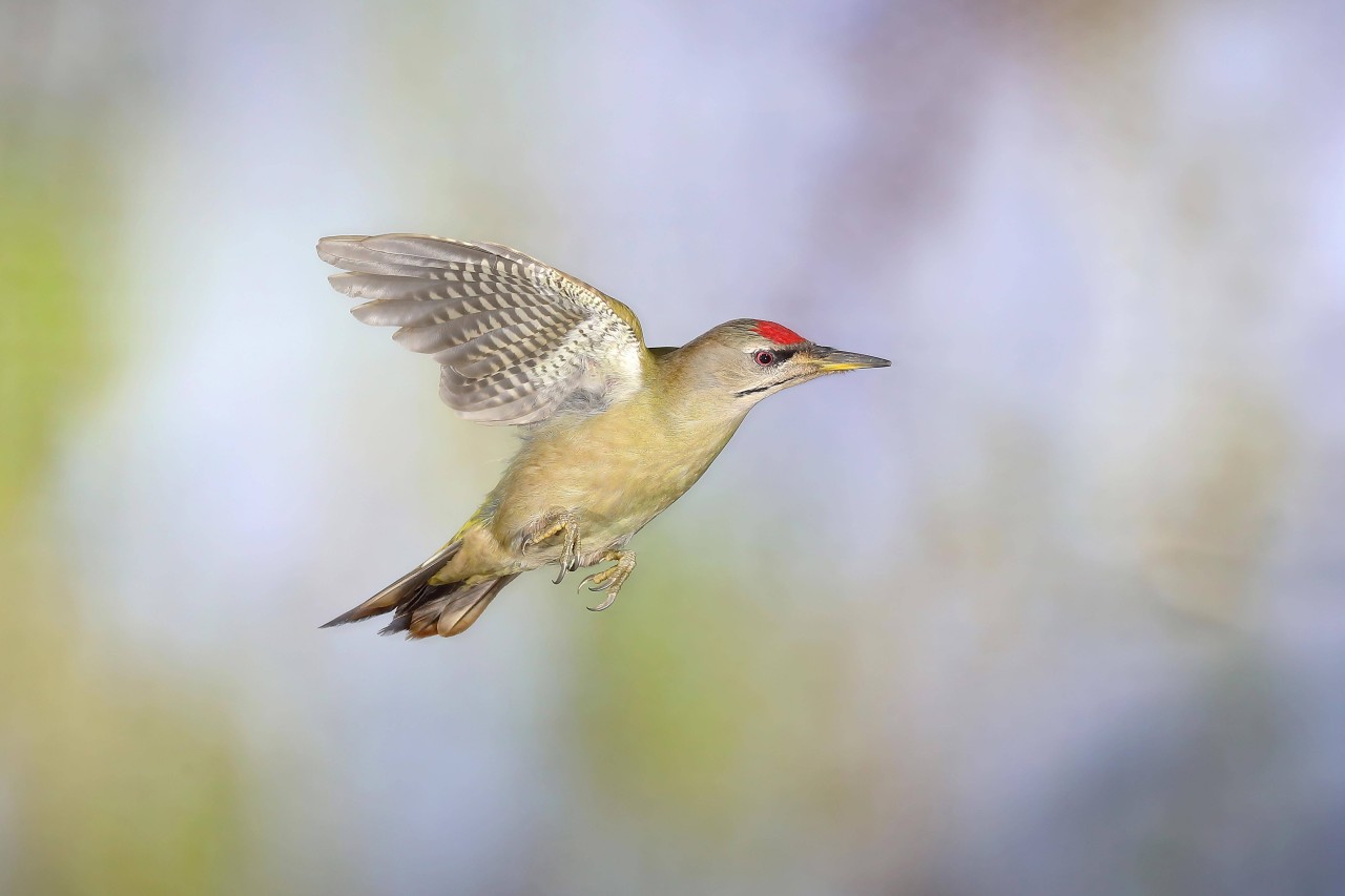 Ein Grauspecht im Flug - die Vögel gelten als stark gefährdet und genießen eigentlich strengen Schutzstatus.  (Symbolbild)