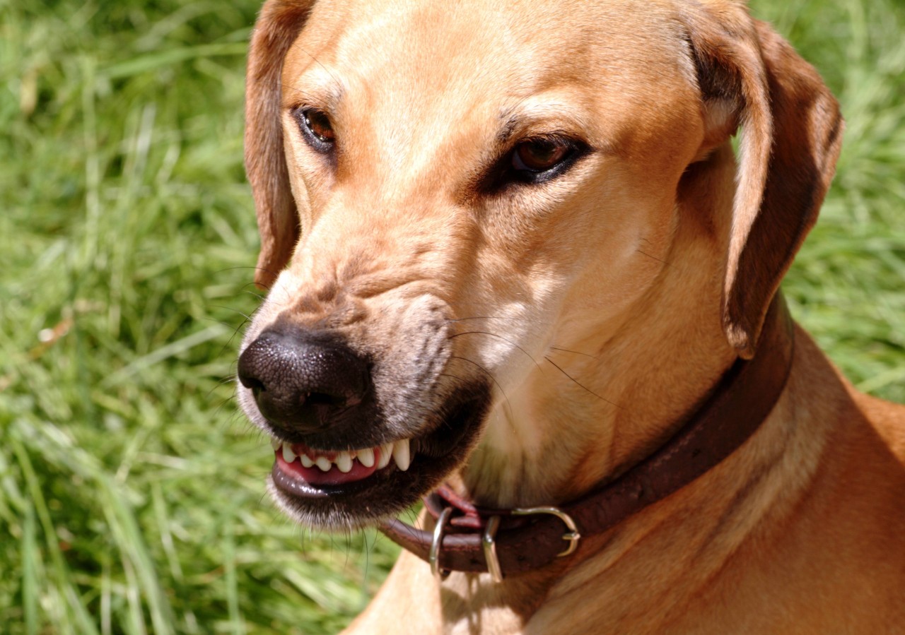 Hund in Mühlhausen: Mann wird angegriffen. (Symbolbild) 