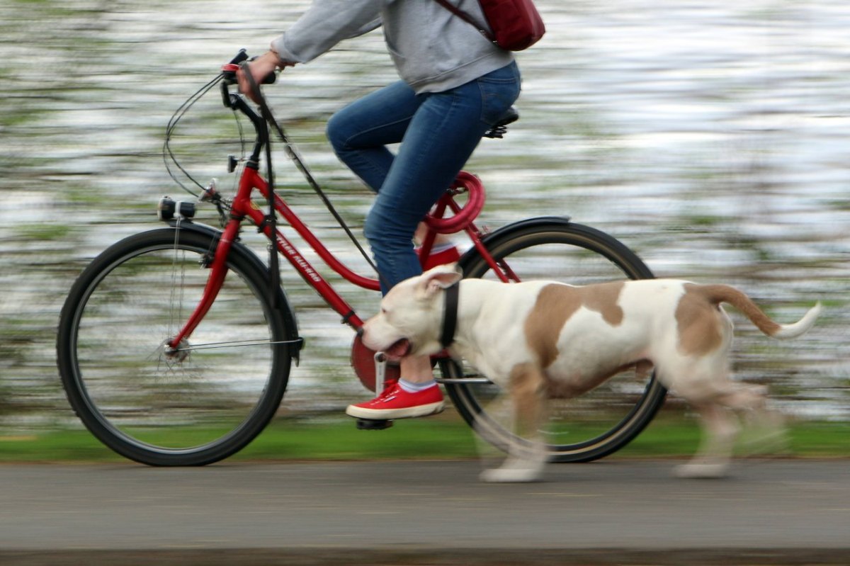 Hund Fahrrad Leine