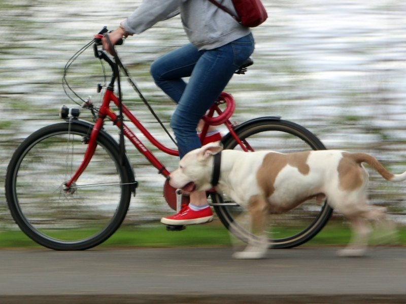 Hund Fahrrad Leine