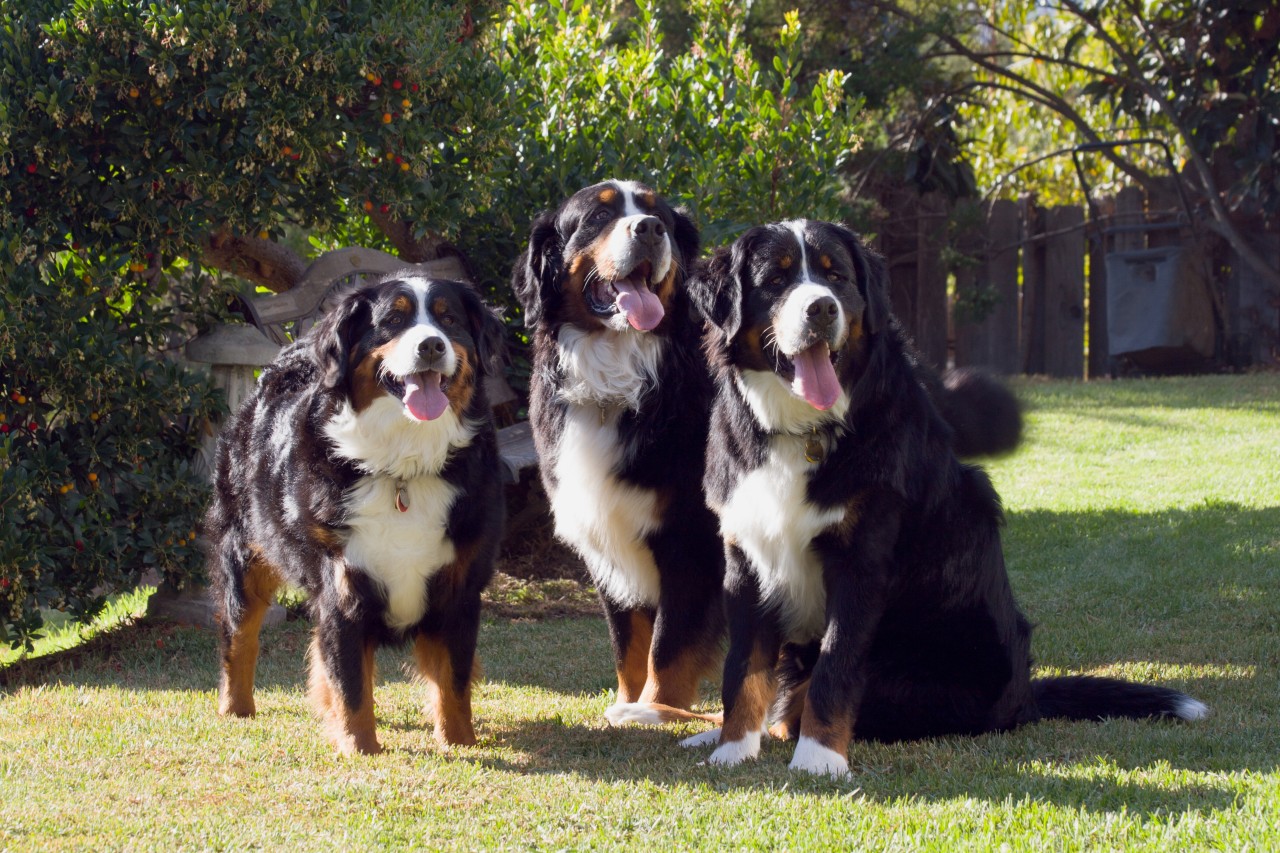 So kennt man Berner Sennenhunde eigentlich, als neugierige und kuschelige Wegbegleiter.