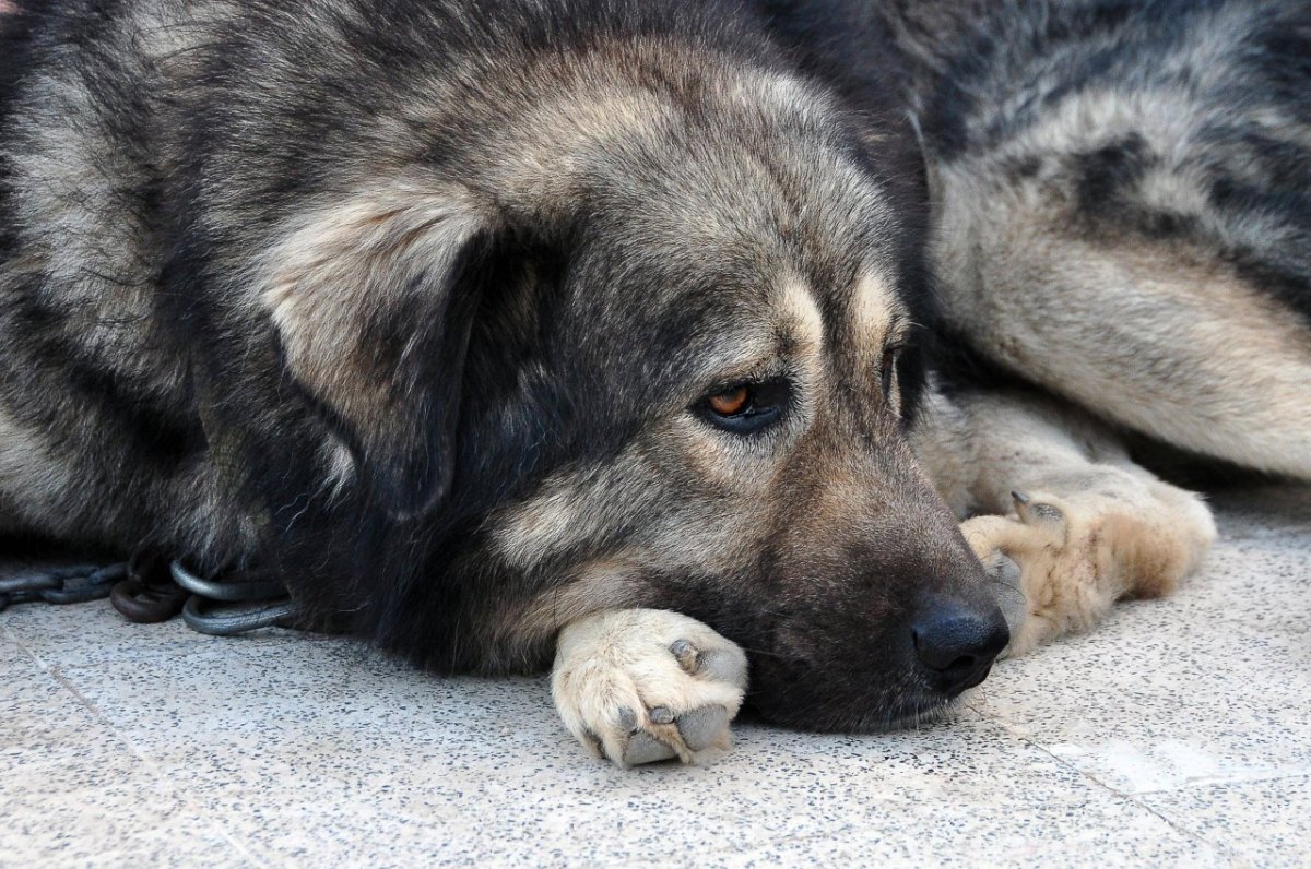 Hund-Thüringen