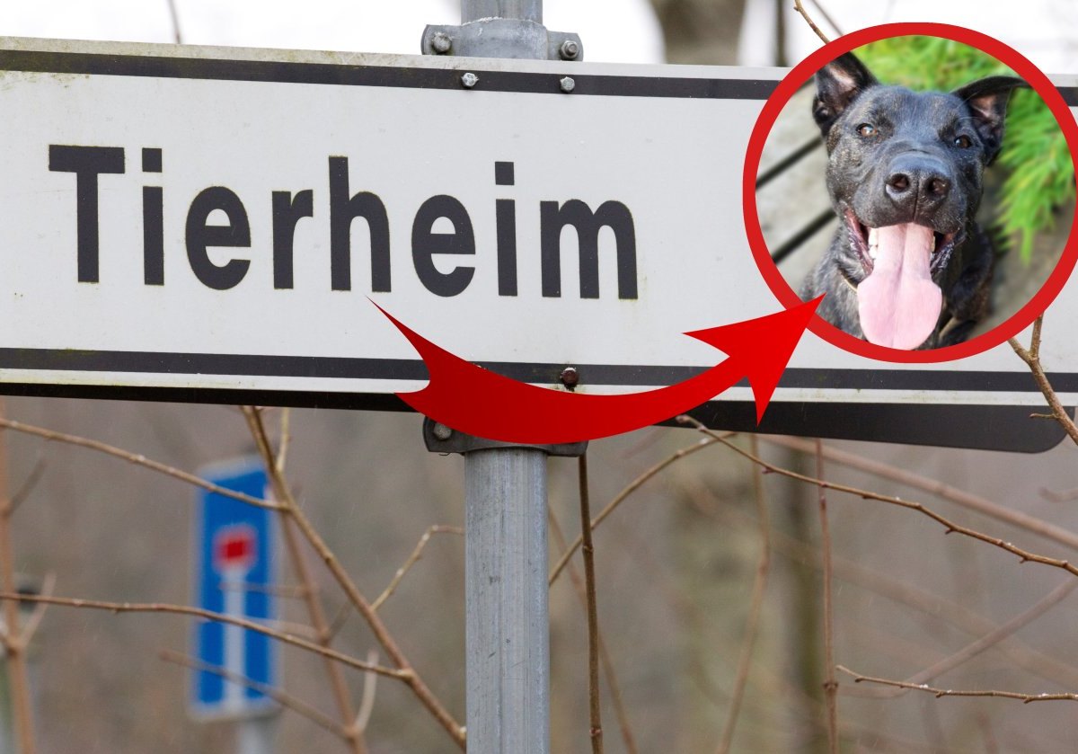 Hund-Thüringen-Tierheim