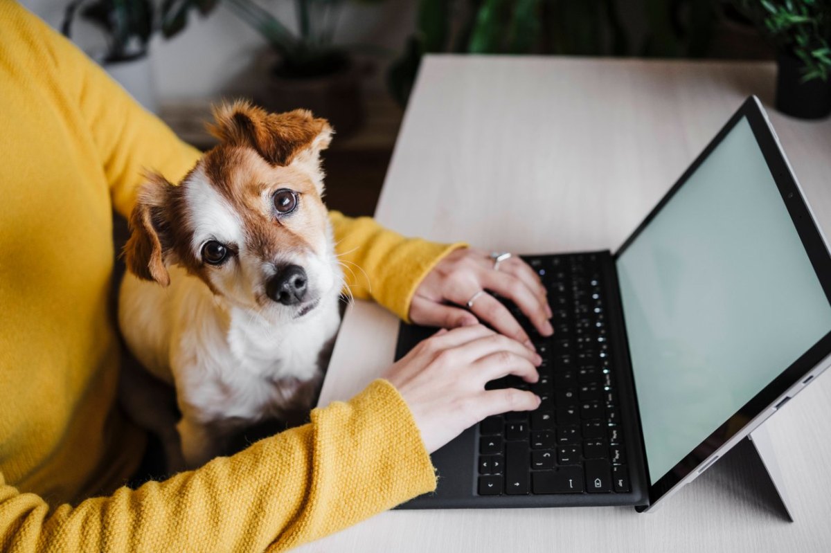 Hund im Home Office.jpg