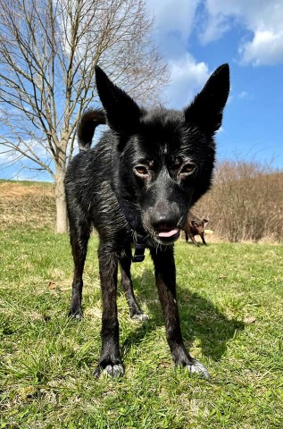 Hund Geraldine hat Schlimmes als Welpe erlebt. Sie wurde von der Tierheimat Thüringen aufgenommen. 