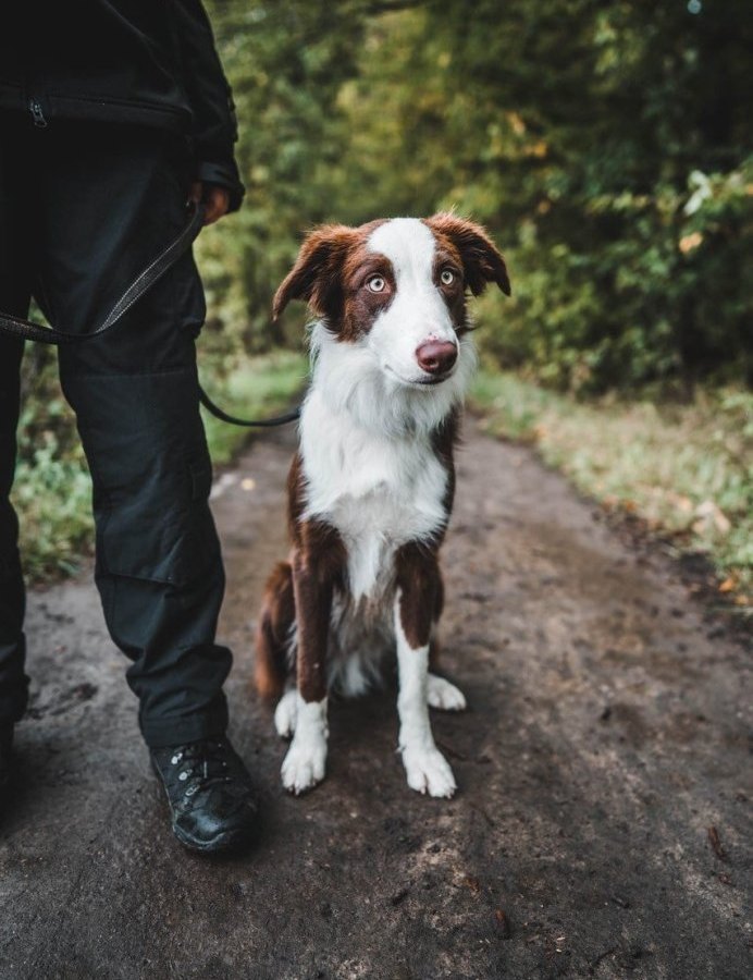 Hund in Thüringen