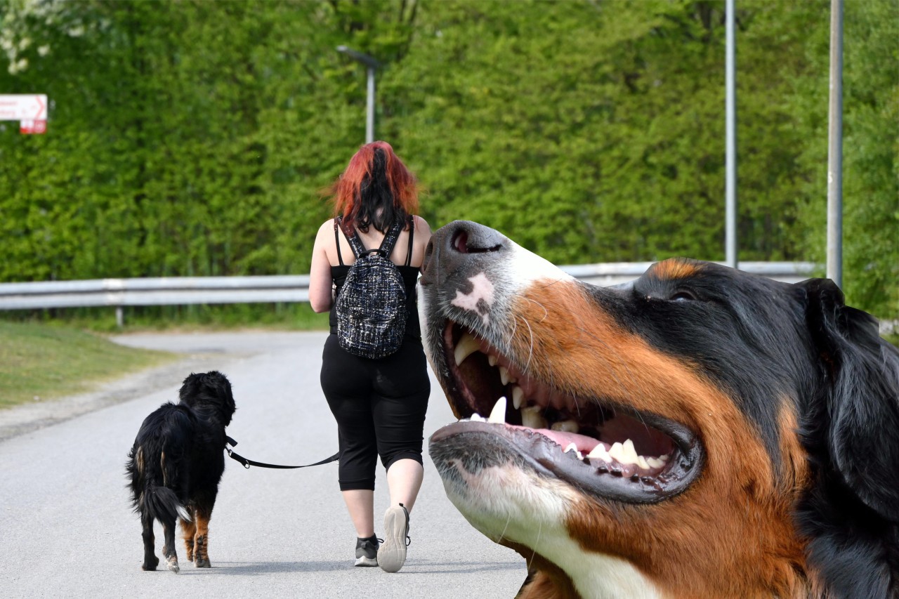 Eine Frau ging in Thüringen mit ihrem Hund spazieren. Das endete mit einem schmerzhaften Biss ins Gesicht. (Symbolbild)
