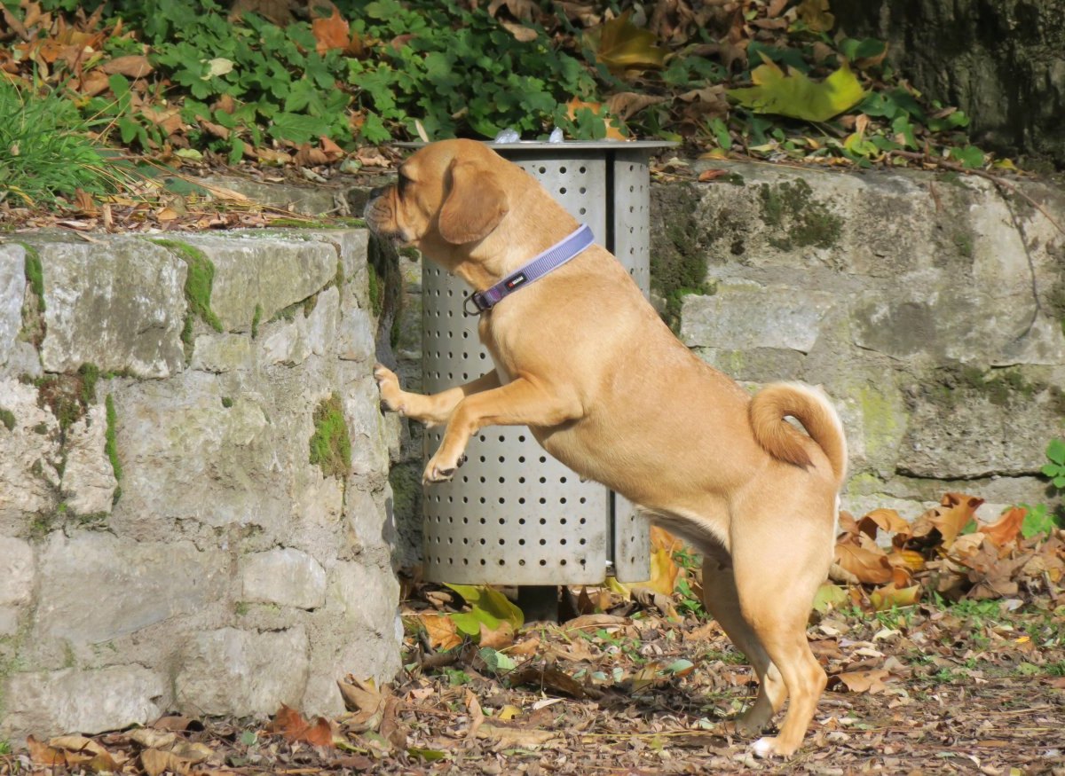 Hund schnüffelt in Thüringen