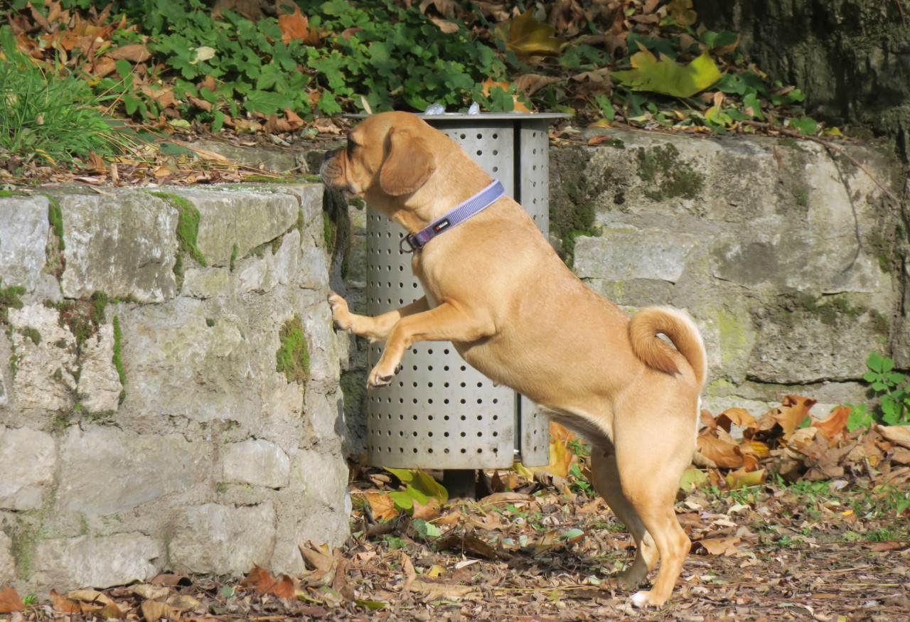 Beim Schnüffeln kann sich dein Hund mit der gefährlichen Krankheit in Thüringen anstecken. (Archivbild)
