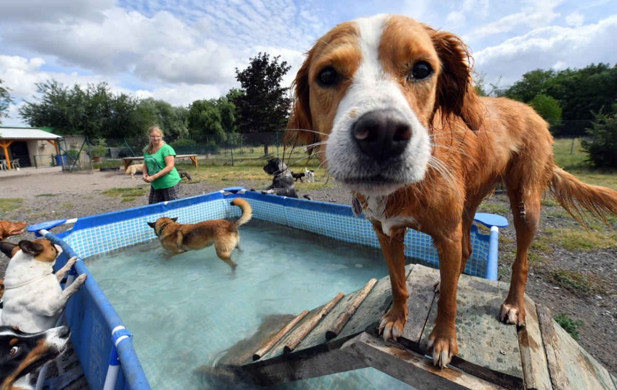 Hunde-Tagesstätte Erfurt