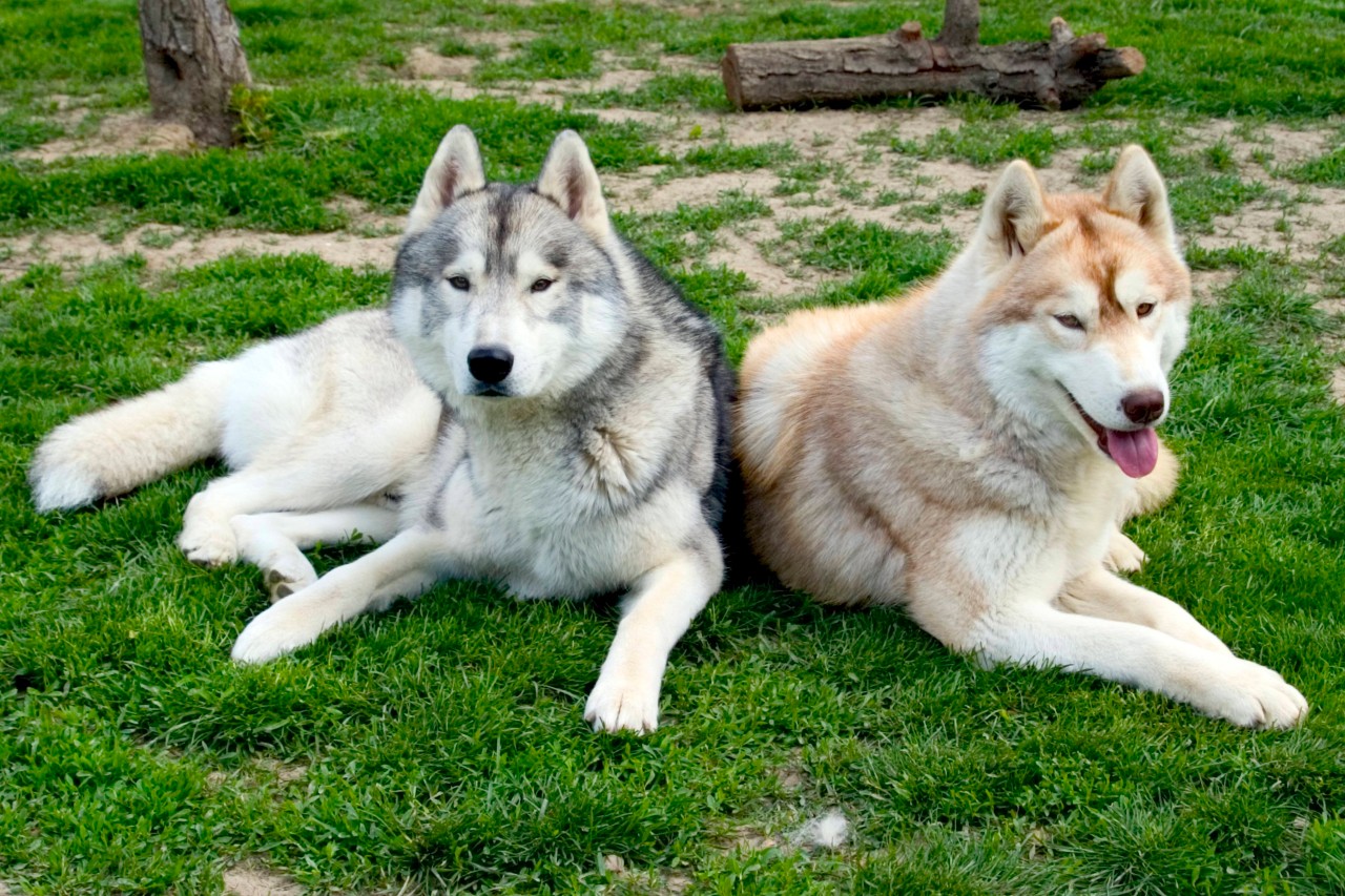 Huskys zählen zu den beliebtesten Hunderassen in Deutschland.