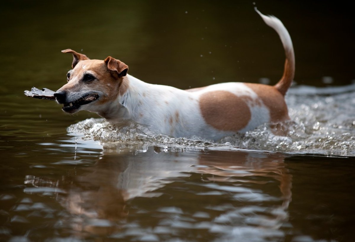 Jagdhund