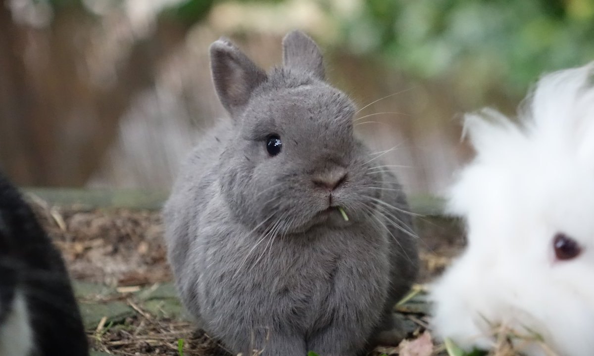 Kaninchen suchen neues Zuhause