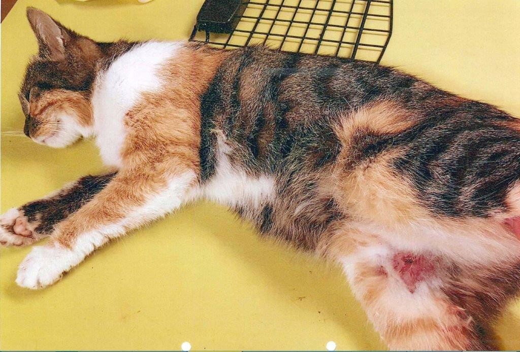 Die Katze aus dem Kyffhäuserkreis hat ihre schweren Verletzungen zum Glück überlebt. Ihr Besitzer wurde bislang nicht gefunden.