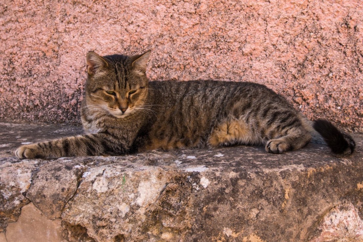 Katze, Katzen, Tier, Tiere, Haustier, Haustiere, Symbol, Symbolfoto, Symbolbild