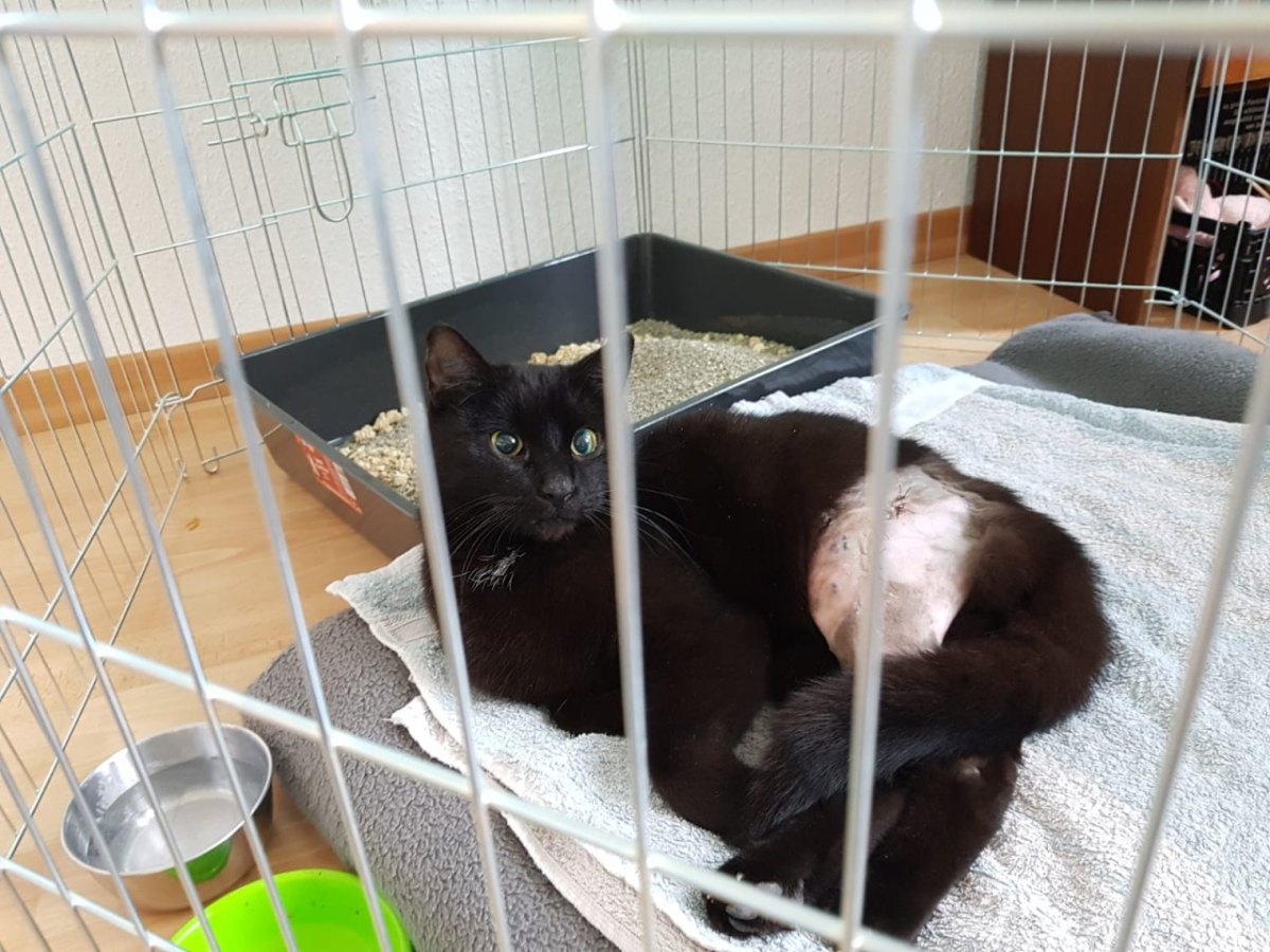 Katze Mao aus Leipzig in Erfurt vermisst - OP Käfig Knochenbruch