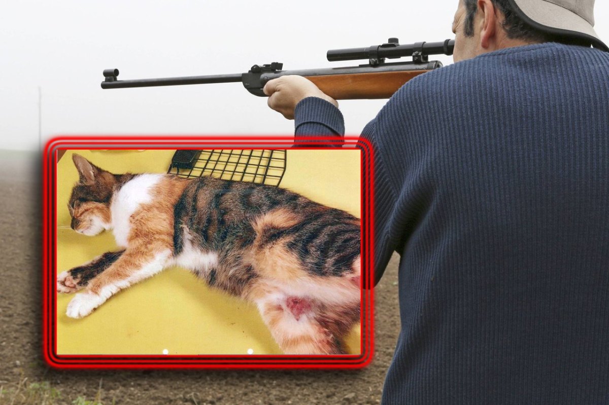 Katze angeschossen Tier Gewehr