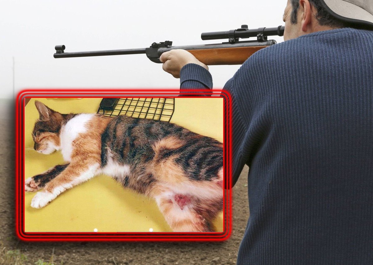 Katze angeschossen Tier Gewehr