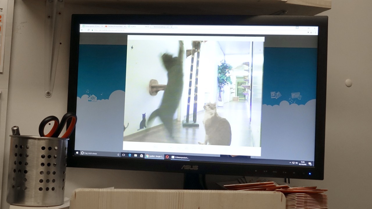 Was treiben Katzen eigentlich wenn der Besitzer nicht zu Hause ist? Der Webcam-Service in der Katzenpension erlaubt Einblicke in das Katzenleben rund um die Uhr.