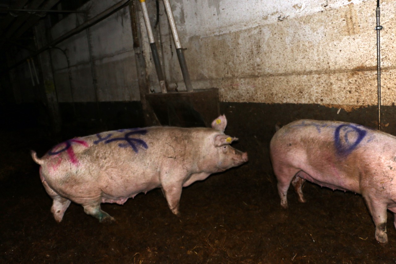 Krankenbucht in der Thüringer Schweinezucht. Aufnahme von Animal Rights Watch aus dem November 2015.
