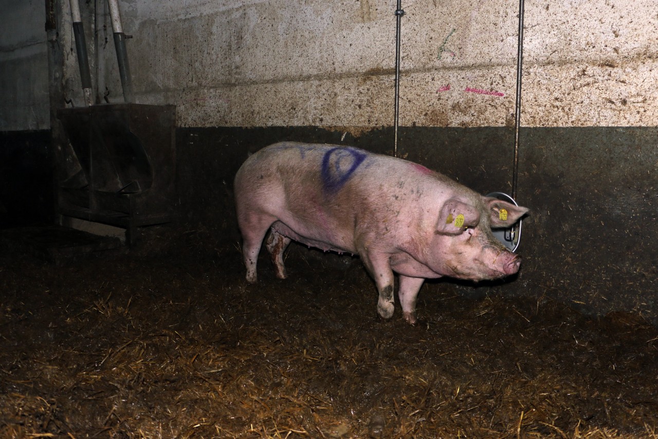 Krankenbucht in der Thüringer Schweinezucht. Aufnahme von Animal Rights Watch aus dem November 2015.