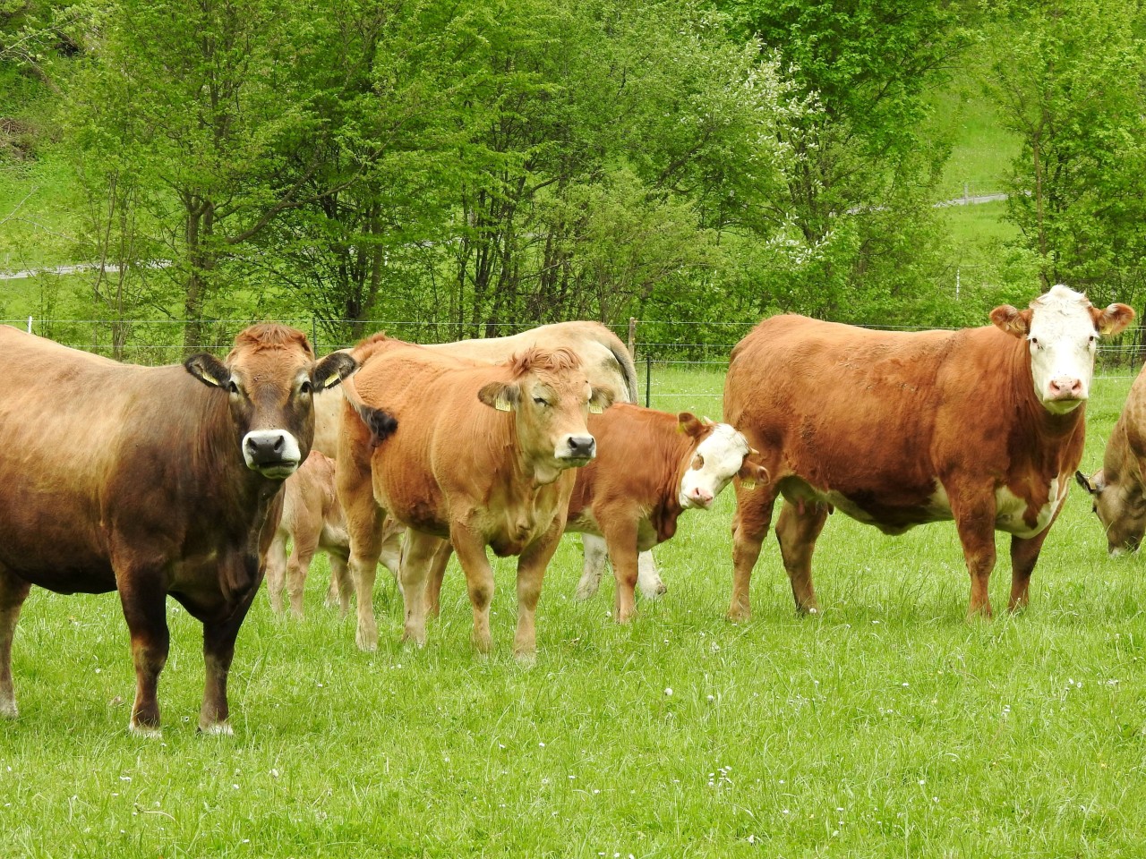 Mehrere Kühe haben im Kreis Sömmerda in Thüringen einen Ausflug unternommen – und für ganz schön viel Action gesorgt. 