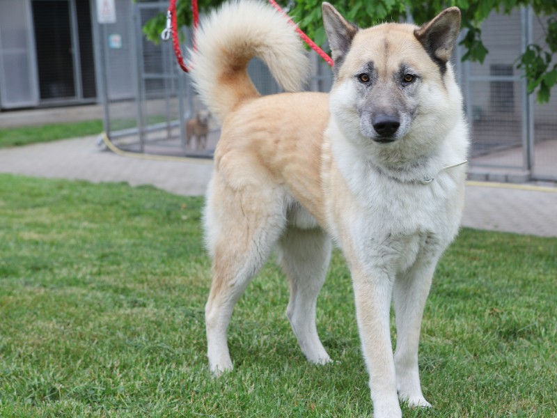 Lee war zwischendurch schon einmal vermittelt, ist aber wieder ins Tierheim zurückgekehrt. Der schöne Mix aus Akita Inu, Schäferhund und Husky neigt dazu, nach Fremden und anderen Hunden zu schnappen und wird deshalb nur mit Sachkundenachweis vermittelt.