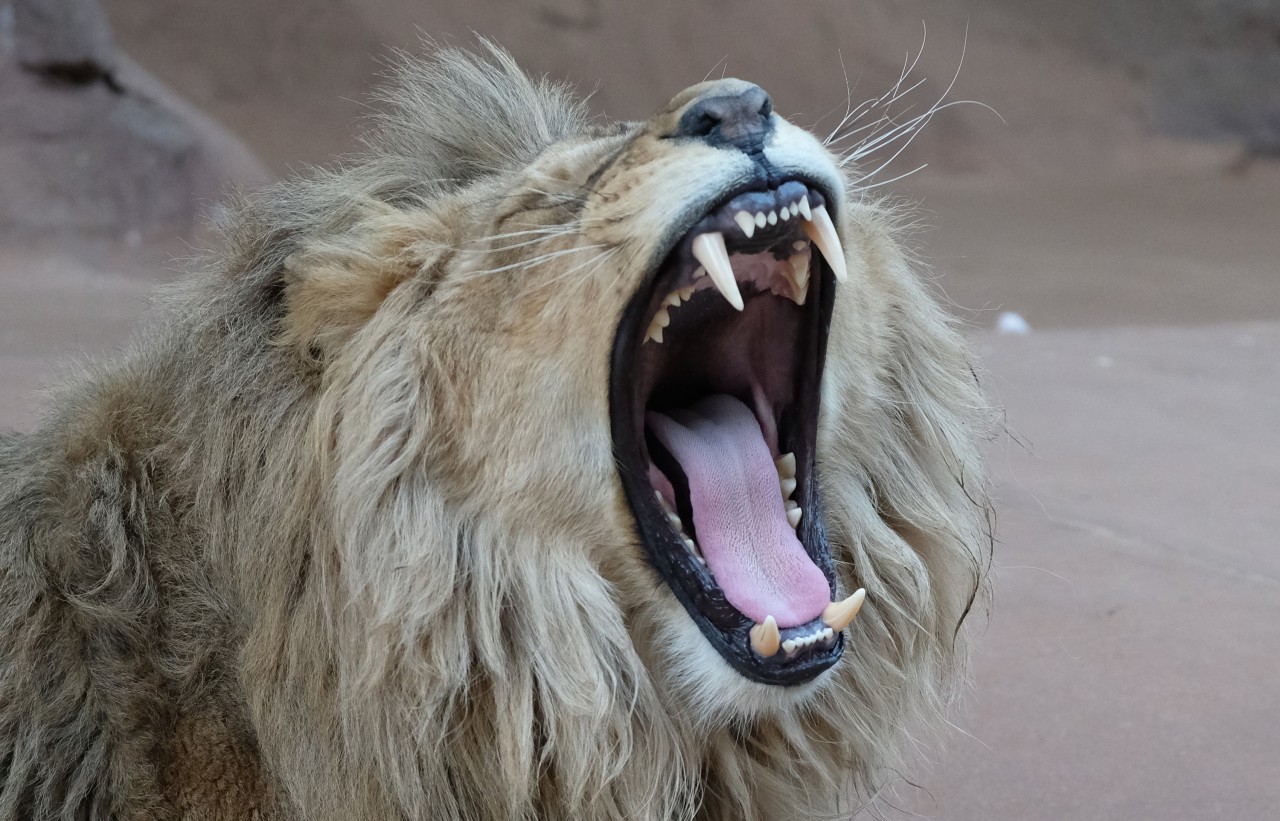 Löwenkater Bagani gähnt in seinem Gehege. Der zweijährige Angolalöwe aus Frankreich, der am 17. Februar 2018 im Erfurter Zoo angekommen ist, lebt sich überraschend schnell ein und verbringt nun regelmäßig Zeit im Schauraum. Er soll Stammhalter für eine Löwenzucht werden.