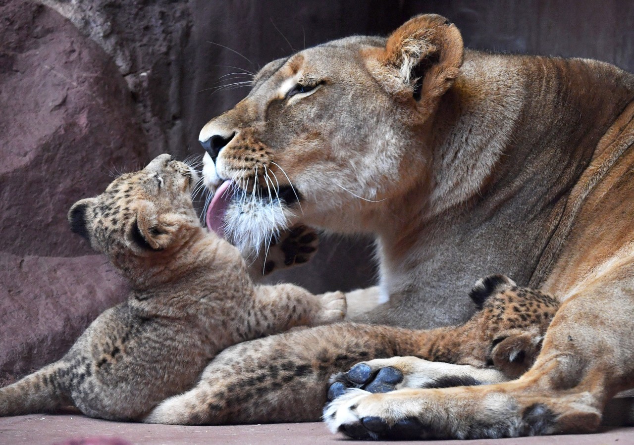 Löwenmama Bastet mit ihren kleinen Babys im Zoo Erfurt. (Archivbild)