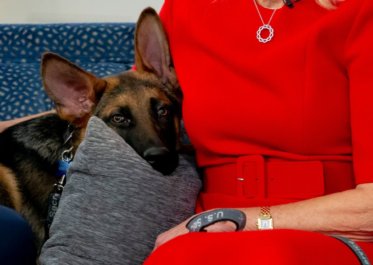 Malinois Hund Thüringen