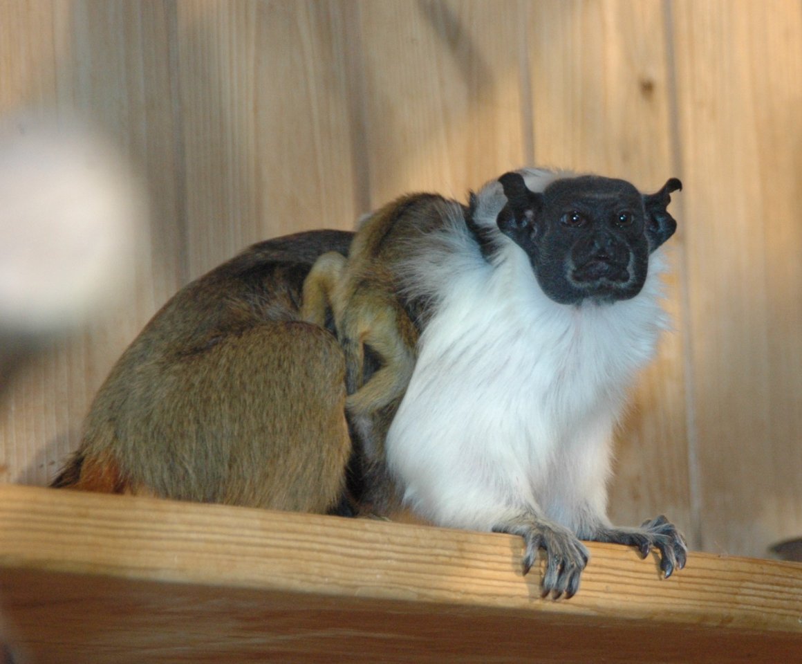 Manteläffchen im Thüringer Zoopark Erfurt