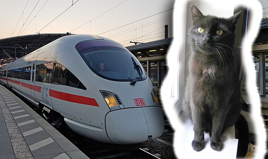 Mao Katze Kater vermisst Hauptbahnhof Erfurt
