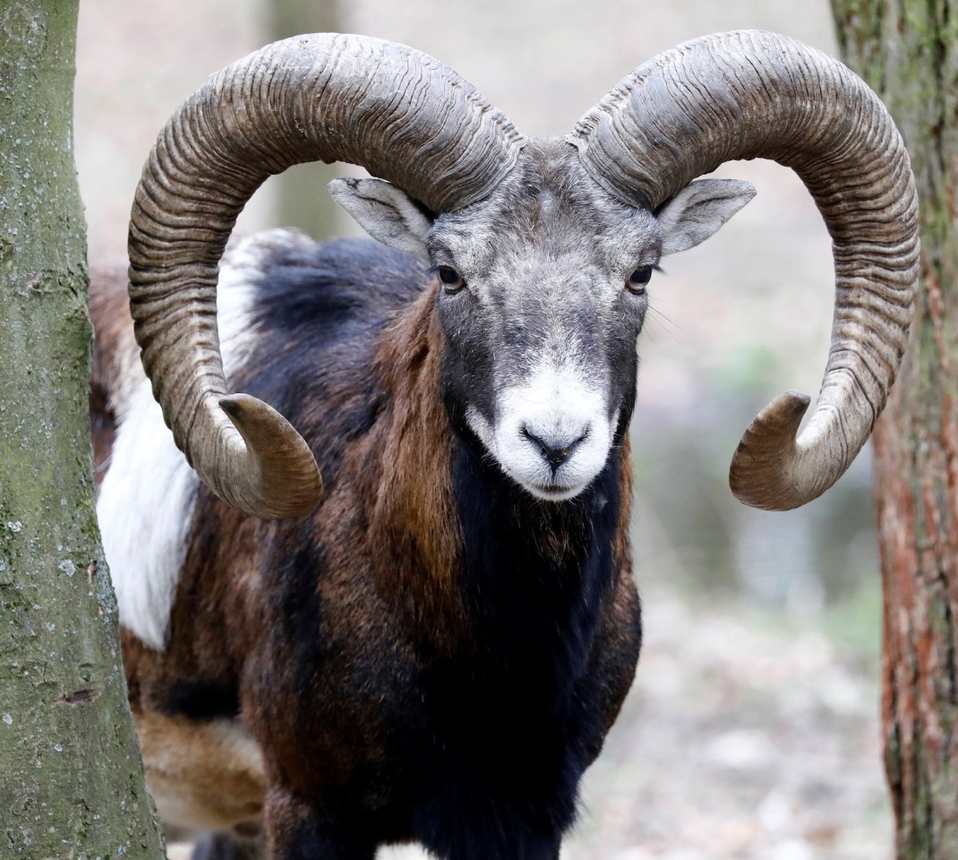 In dem Tierpark in Thüringen gibt es unter anderem Mufflons, Wildschafe. Sie können bis zu 1,30 Meter lang werden und bis zu 50 Kilo schwer. 