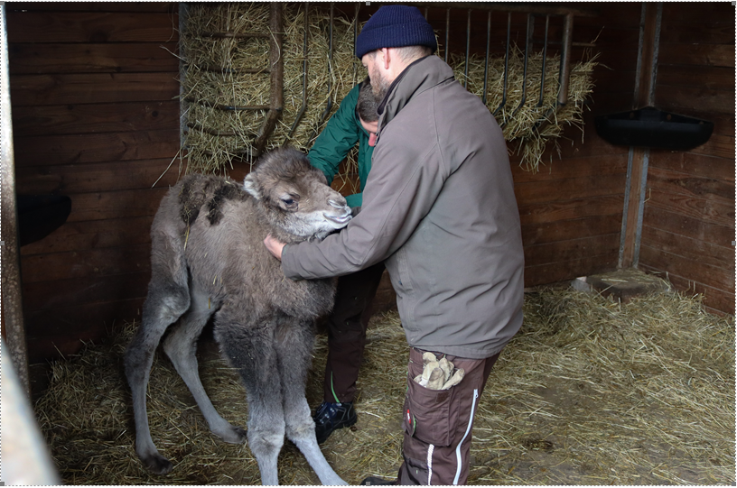 Name gesucht! Wer hat einen guten Vorschlag für das männliche Kamel-Fohlen aus dem Zoo Erfurt?