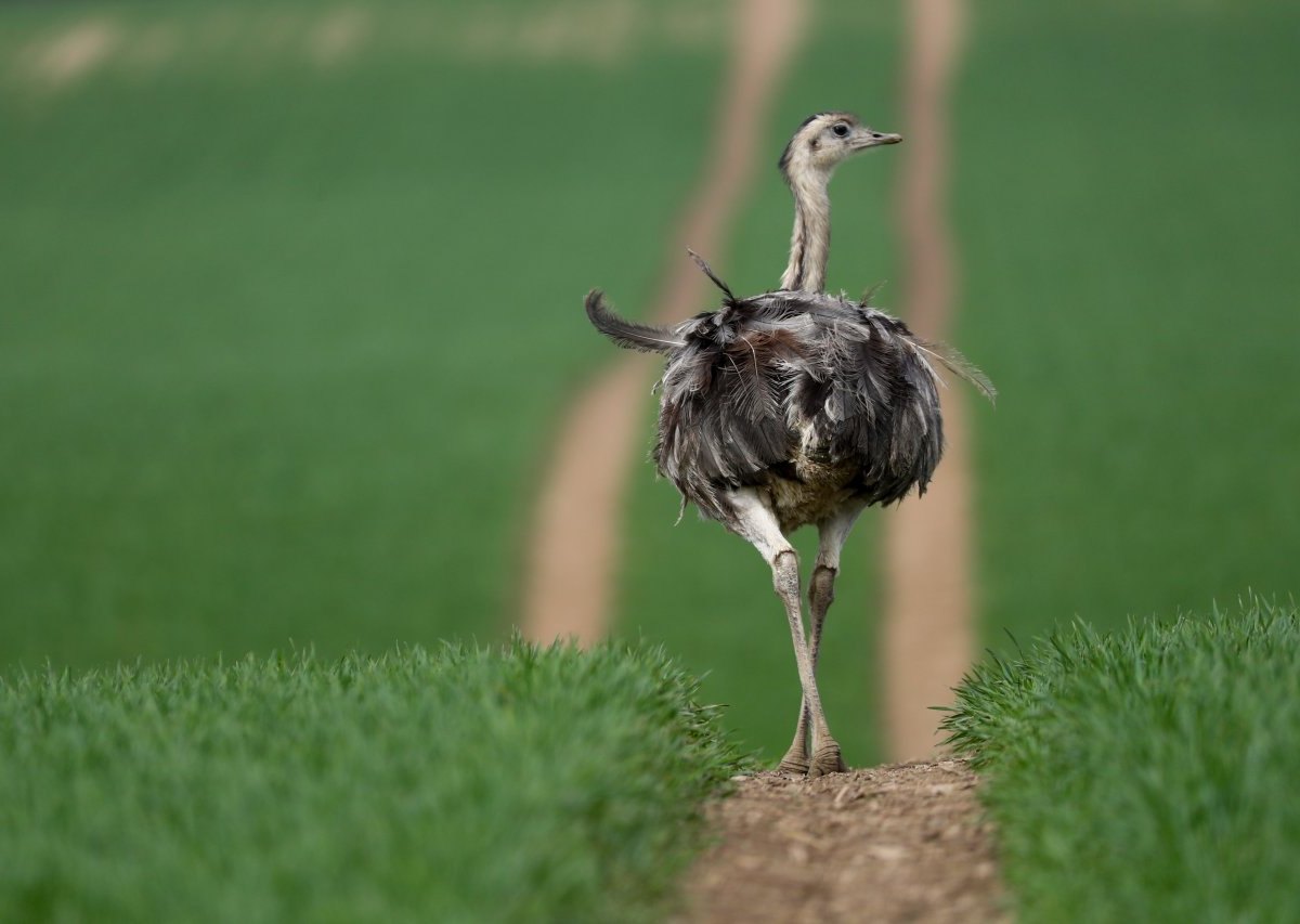 Nandu