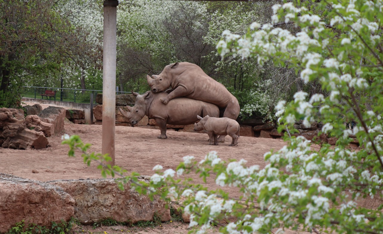 Nashornkuh Marcita und Zuchtbulle Dino sorgen für Nachwuchs im Zoopark Erfurt. 