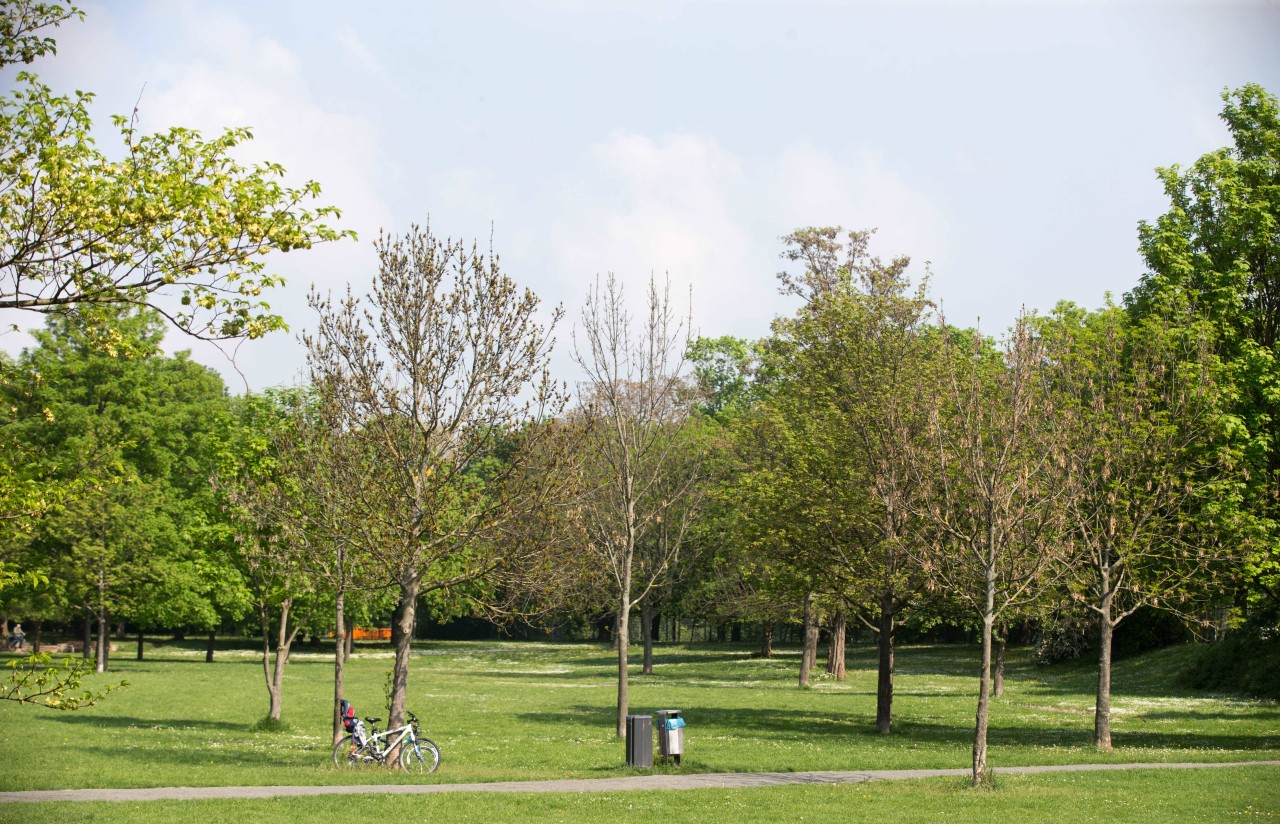 Ein Grünstreifen an der Gera - künftiges Gelände der Bundesgartenschau im Nordpark Erfurt. (Archivbild).