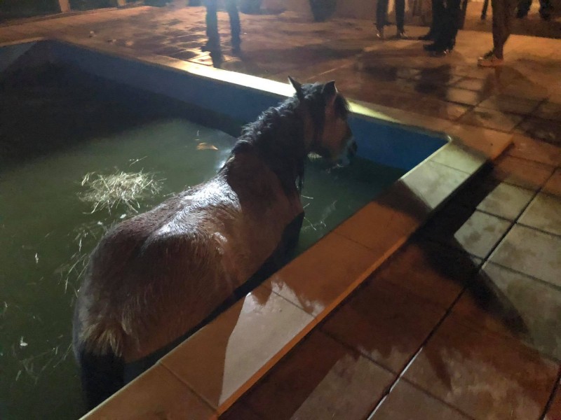 Ein Pferd ist bei Schmalkalden unfreiwillig in einem Pool versunken. Das Tier war in der Nacht zum Montag (5.11.2018) über die Abdeckplane des Wasserbeckens gelaufen, als diese plötzlich nachgab und das Tier im Wasser landete, heißt es am Montag von der Polizei.