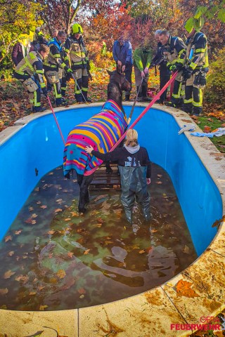 Das Tier konnte den Pool schließlich über eine spontan gebaute Treppe verlassen. 