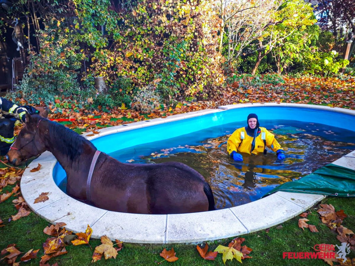 Pferd in Pool in Gera