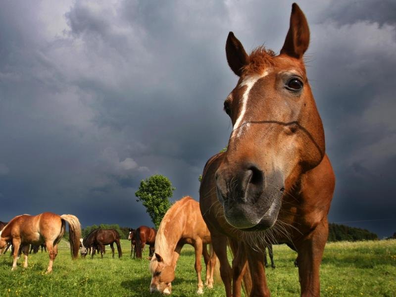 Pferde weiden auf einer Wiese vor einer Gewitterfront.