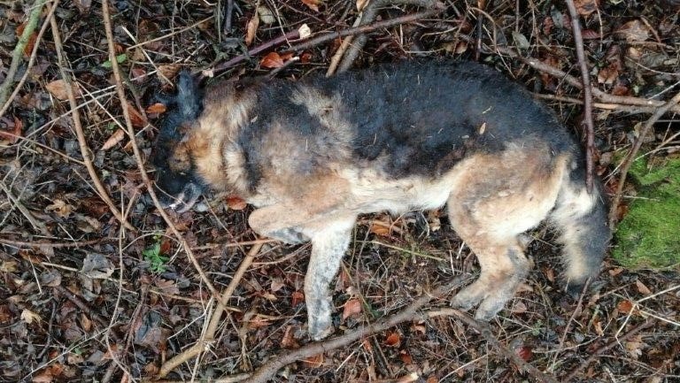 Schäferhund tot thüringen heilbad heiligenstadt polizei wald