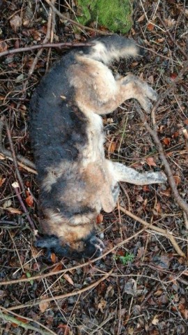 Ein toter Schäferhund lag im Unterholz.