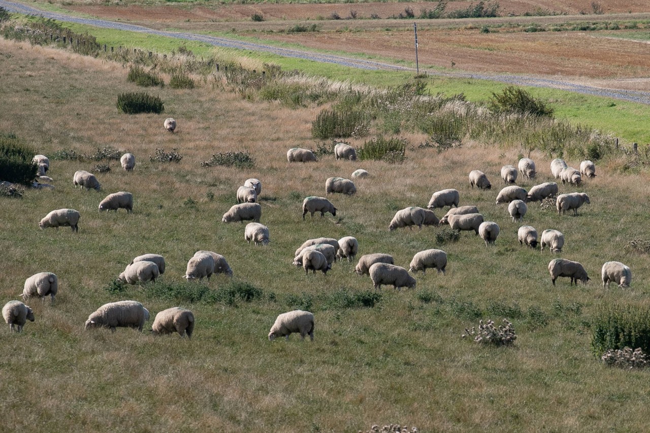 Mehrere Tiere einer Schafherde waren ausgebüxt und auf die ICE-Gleise gelaufen. (Symbolbild)