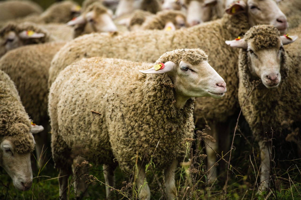 Schafe aus Thüringen freuen sich, ebenso wie Schäfer Helmut über die großzügige Spende. (Symbolbild)