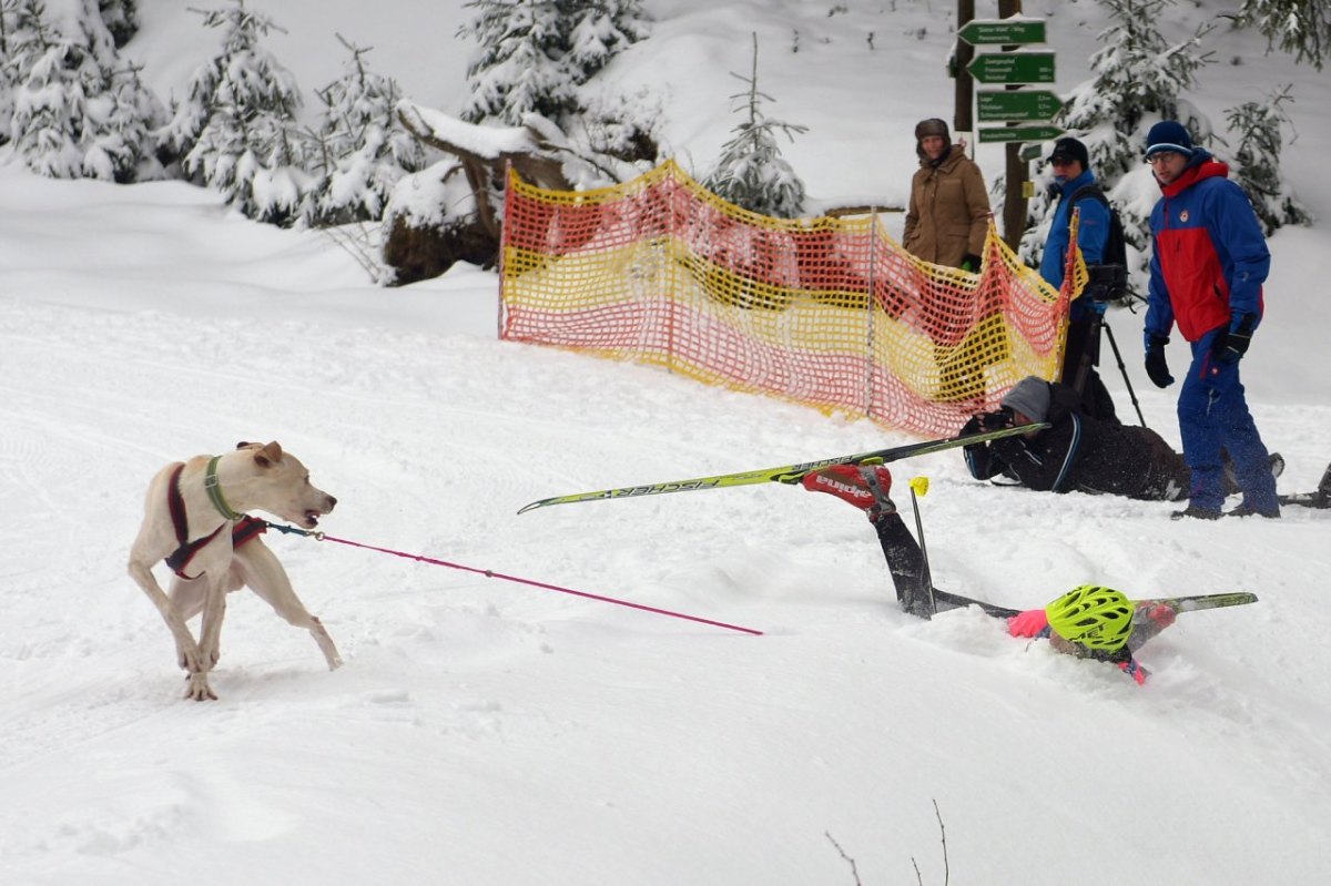 Schlittenhunde-Rennen in Frauenwald