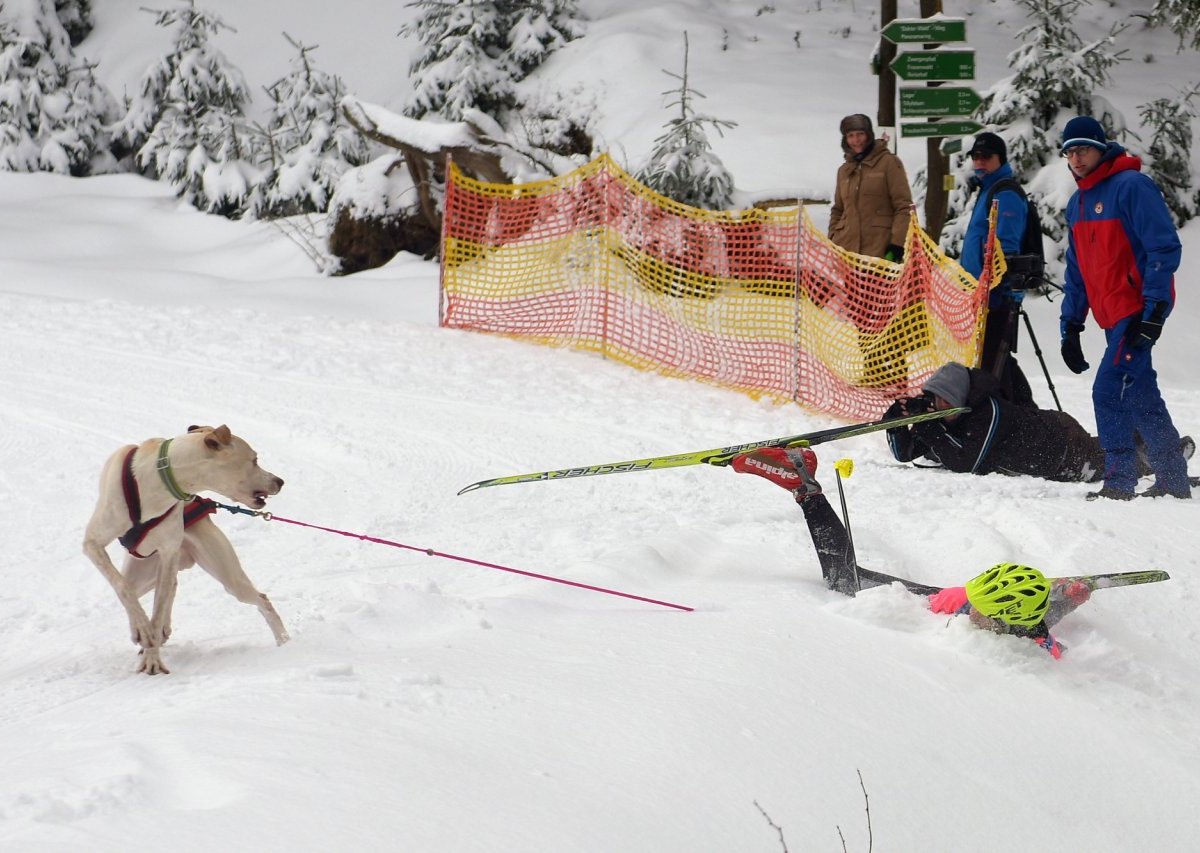 Schlittenhunde-Rennen in Frauenwald