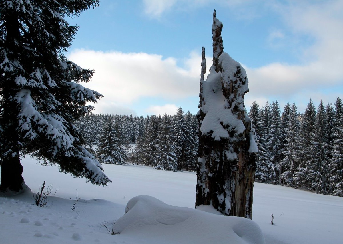 Schnee Thüringer Wald Baumstumpf
