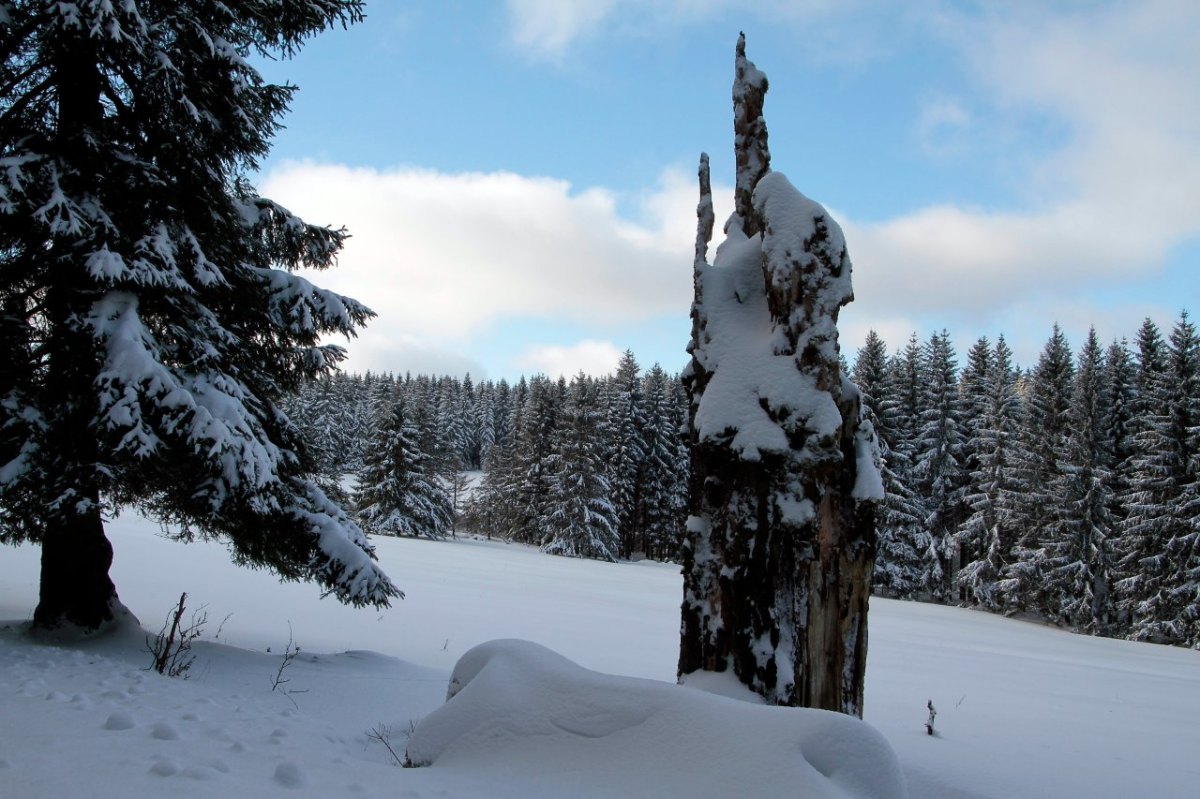Schnee Thüringer Wald Baumstumpf