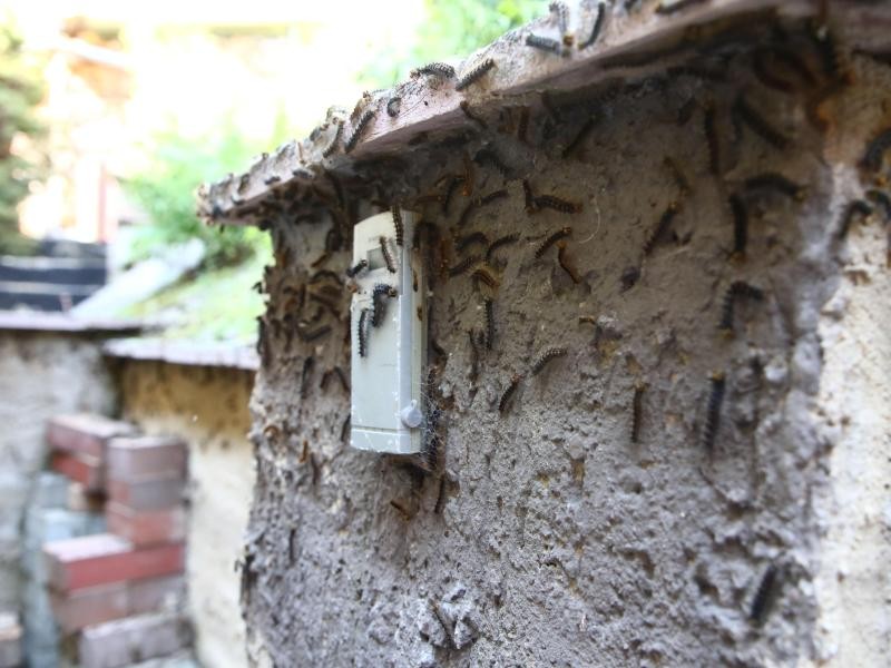 Schwammspinner-Raupen haben eine Hausfassade in Gera befallen.